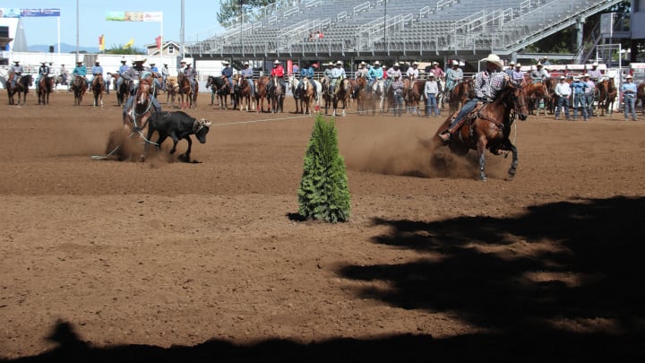 Paden Bray's Last Minute Push Towards National Finals Rodeo
