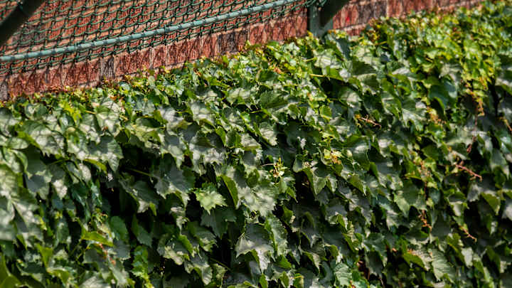 Top Cubs Prospect Named Arizona Fall League Offensive Player of the Year Top Cubs Prospect Named Arizona Fall League Offensive Player of the Year