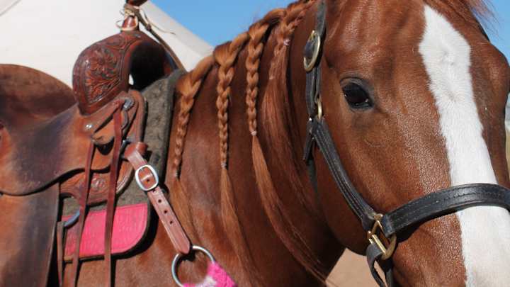 3 Year-Old Barrel Horses Turn Up The Heat at The BFA