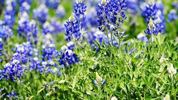 Dear Opponent: Baylor - The Inaugural Bluebonnet Battle Edition Dear Opponent: Baylor - The Inaugural Bluebonnet Battle Edition