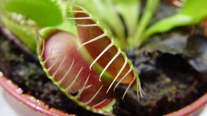 Kansas vs. Chaminade: Player Ratings to the Theme of Plants with Cool Names