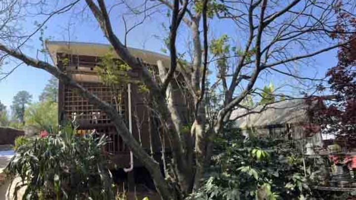 The Most Compelling Tea Olive in Augusta Lives Just Outside the Masters