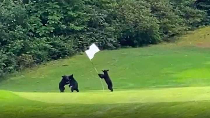 These Bear Cubs Are Having the Best Time on a North Carolina Golf Course These Bear Cubs Are Having the Best Time on a North Carolina Golf Course