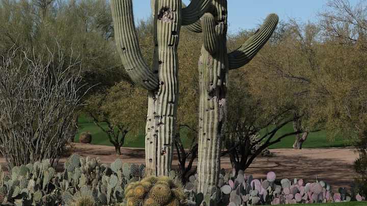 Ban golf during a coronavirus pandemic? Not on Cactus Tour