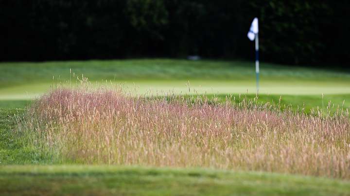 How rough is too rough for PGA Tour?