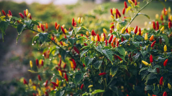 Tabasco savors hot history Tabasco savors hot history