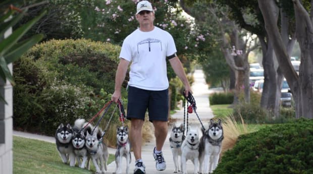 New on Sports Illustrated: Demand is Surging for the Alaskan Klee Kai, After Bill Belichick's Dog Won the NFL Draft