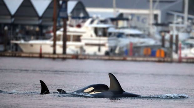 Orcas’ Attack on Ocean Race Team’s Boat Captured on Video | WKKY