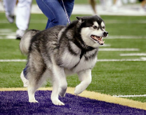 NCAA's Top Real Animal Mascots - Sports Illustrated