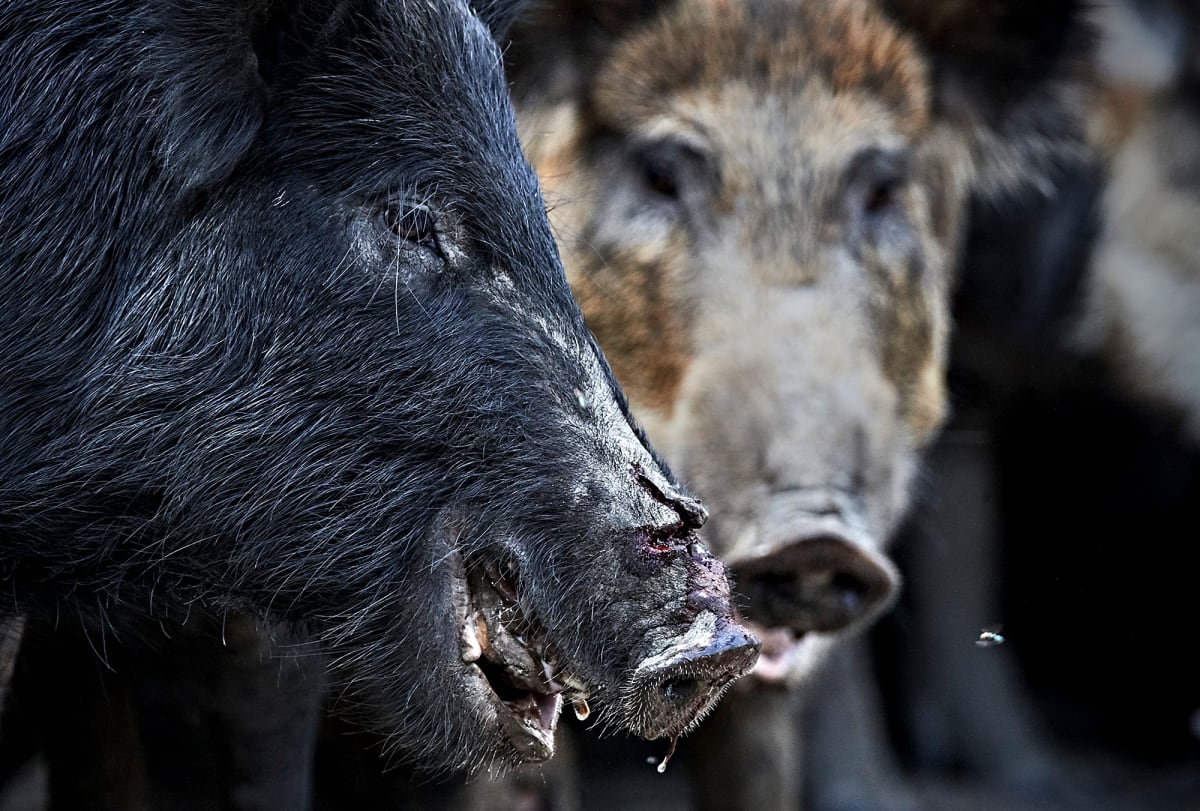 Swine Country: How Feral Pigs Took Over the U.S.