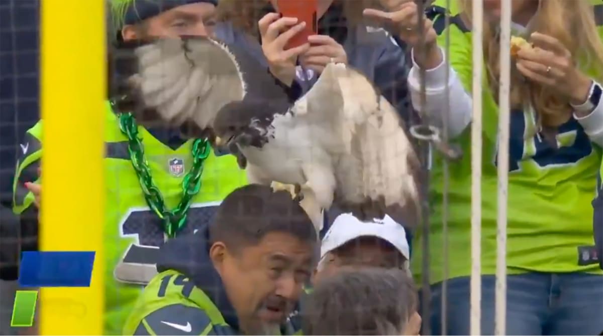 Seahawks' Live Mascot Lands on, Claws Fan's Head: 'Get That Guy Season Tickets'