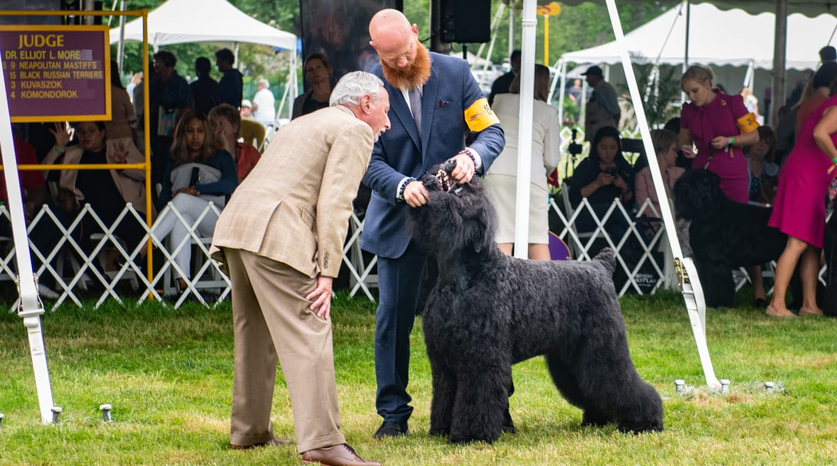 Westminster's Move Away From MSG Proves Challenging for Humans, Blissful for Dogs
