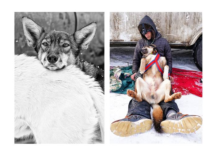 leon missing iditarod dog