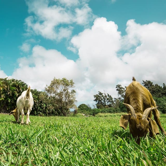 Joel Tudor Duct Tape Invitational The grace of longboard surfing Sports Illustrated
