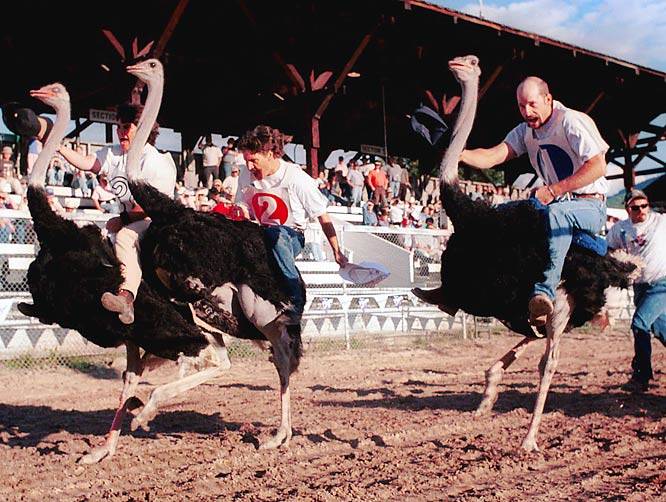 Ostrich Racing Rules Most Ridiculous Competitions - Sports Illustrated