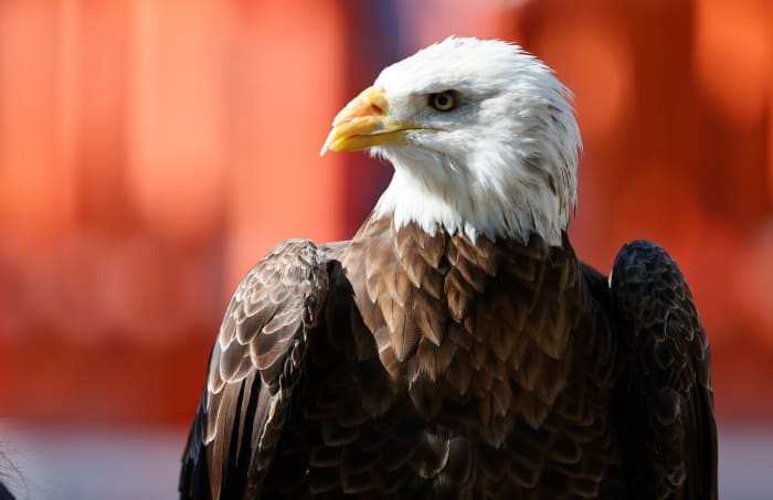 11/13/2021;  Auburn, Alabama, USA;  Spirit, a bald eagle, will fly his last flight before the game and retire after the game between the Auburn Tigers and Mississippi State Bulldogs at Jordan-Hare Stadium.  Spirit's first football match flight was on September 28, 2002.