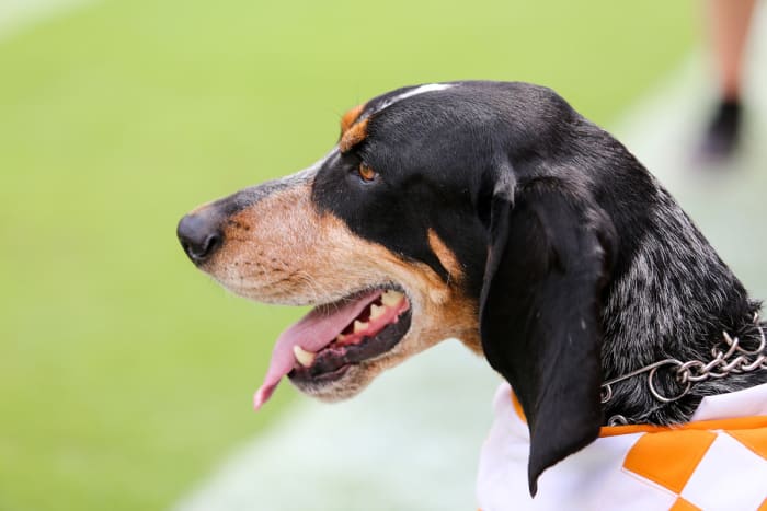 the greatest mascots in college football history