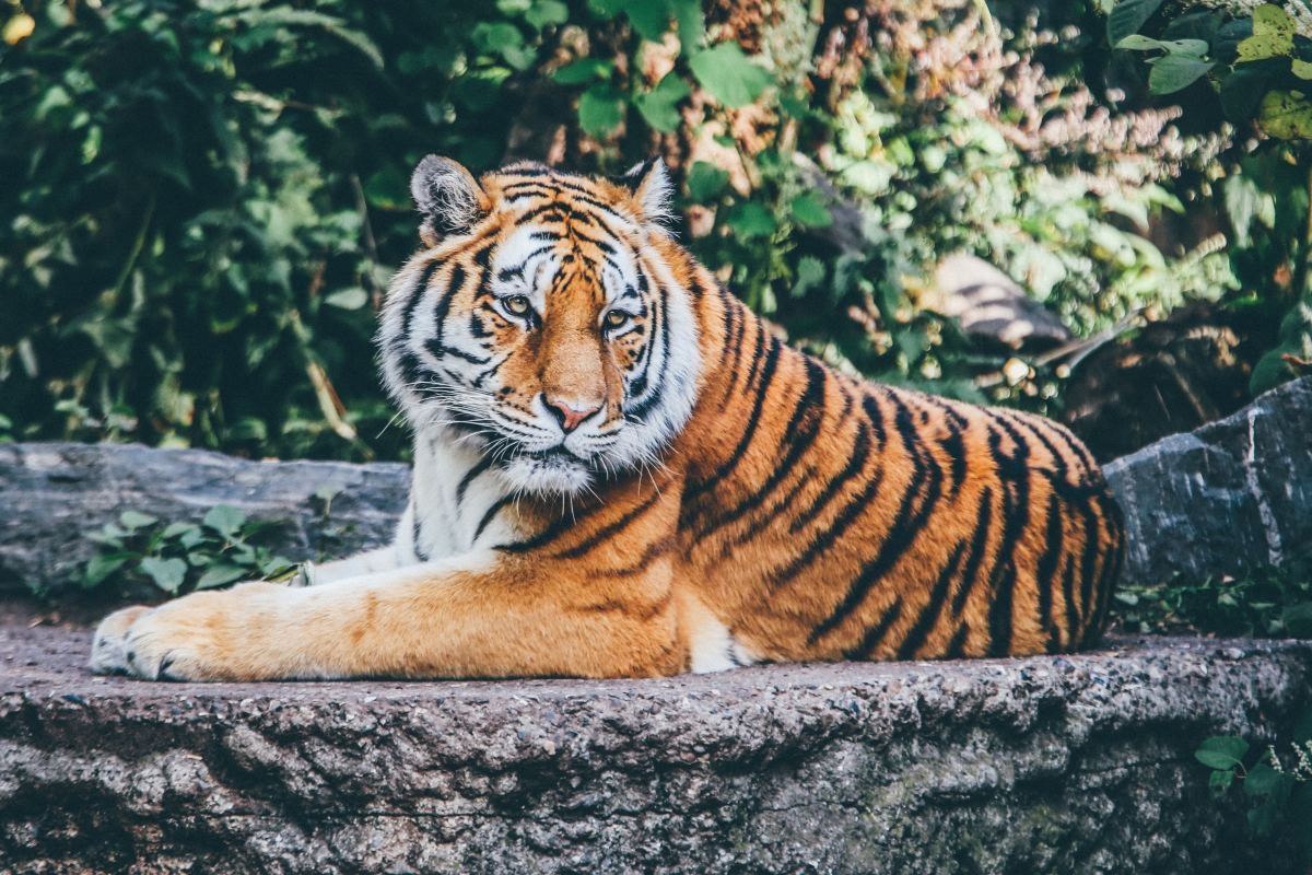 nick-karvounis--KNNQqX9rqY-unsplash