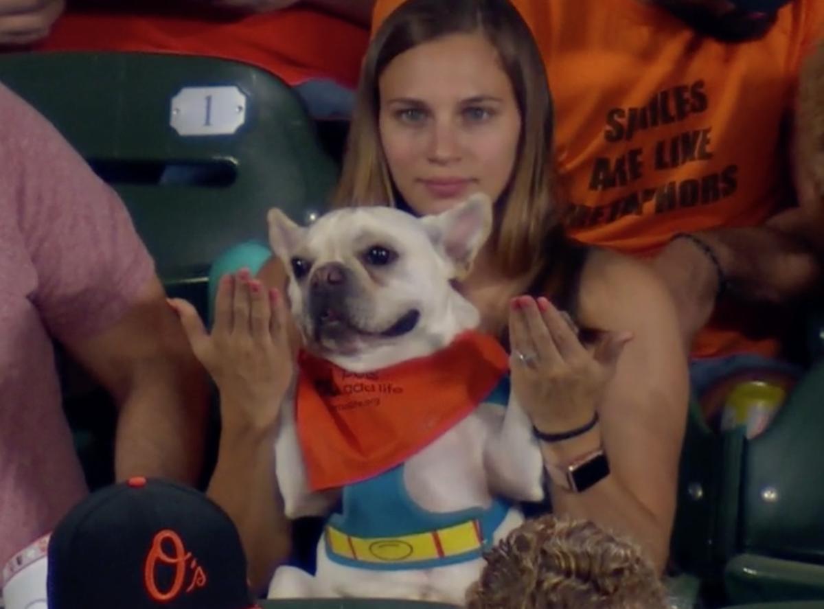 oriolesdogimage5.png