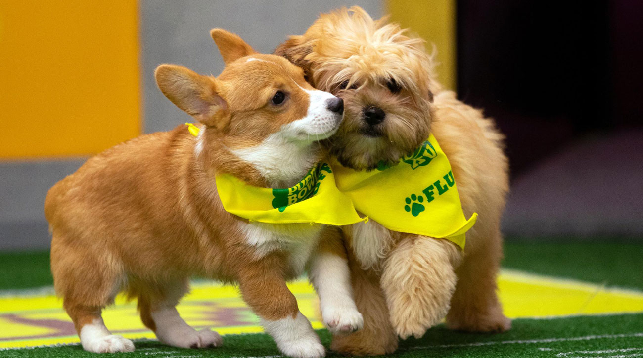 How does the Puppy Bowl work? Rules, scoring explained Sports Illustrated