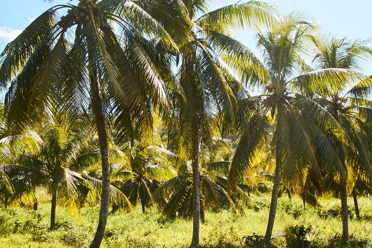 BTS_SI_St_Lucia_March_19_0247.jpg