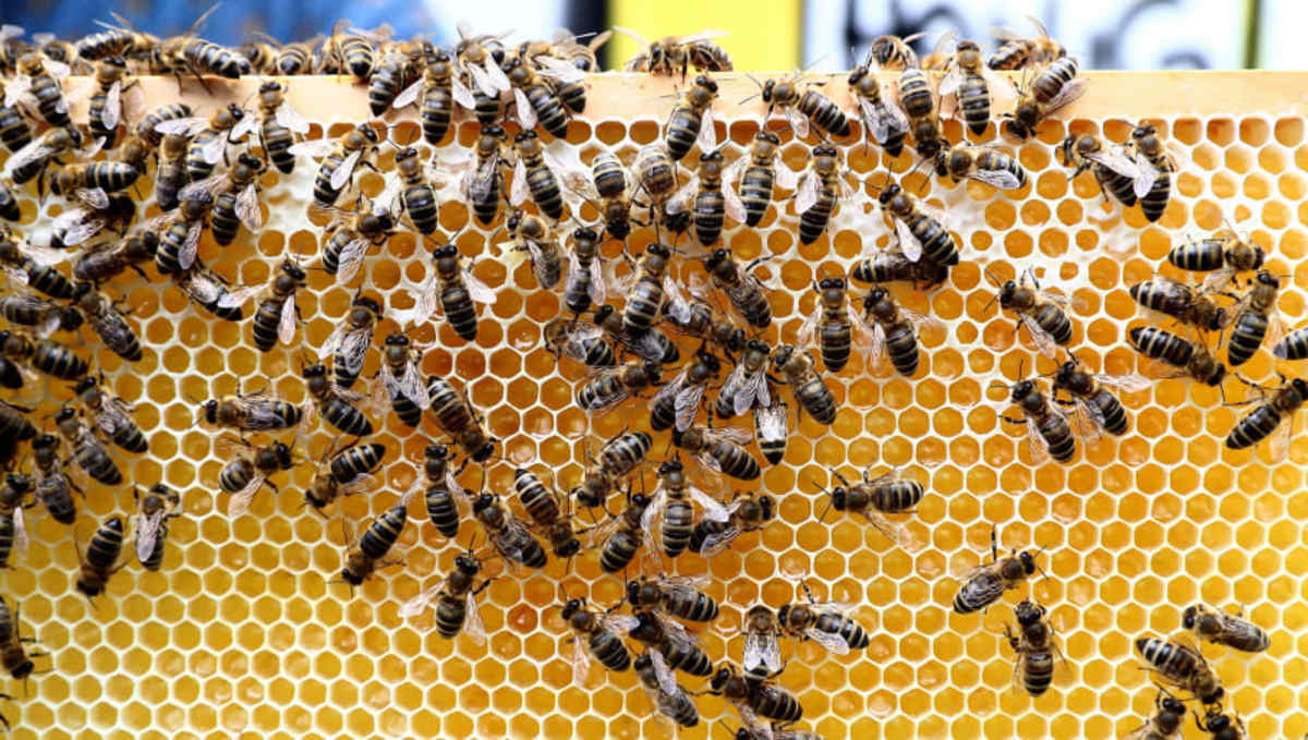 fc-st-pauli-honey-bees-5cb43a032164c2e99300000c.jpg