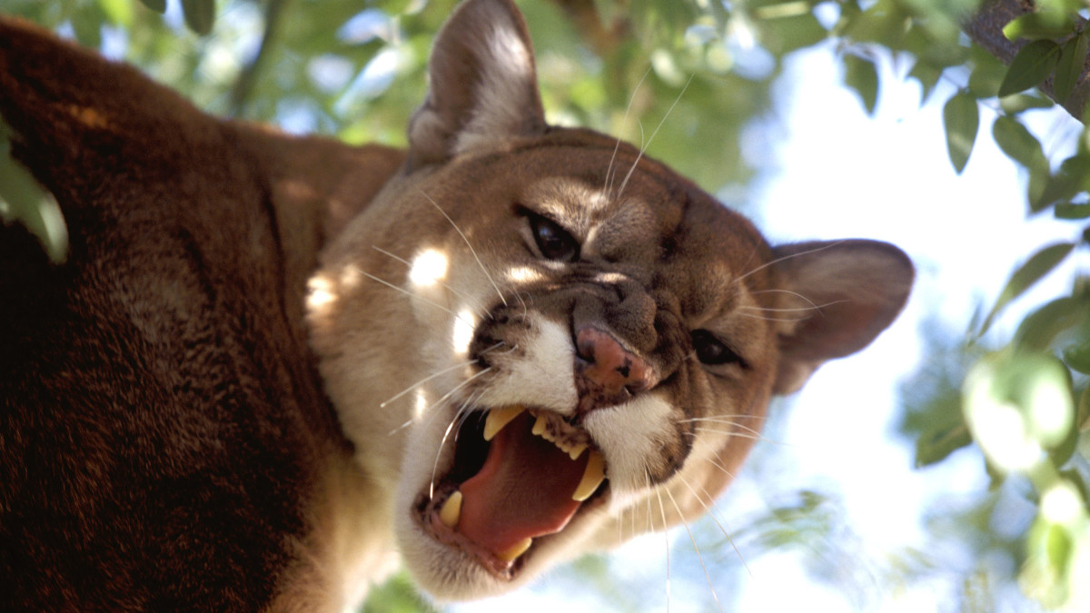 tyrone-spong-florida-cougar-escape.jpg