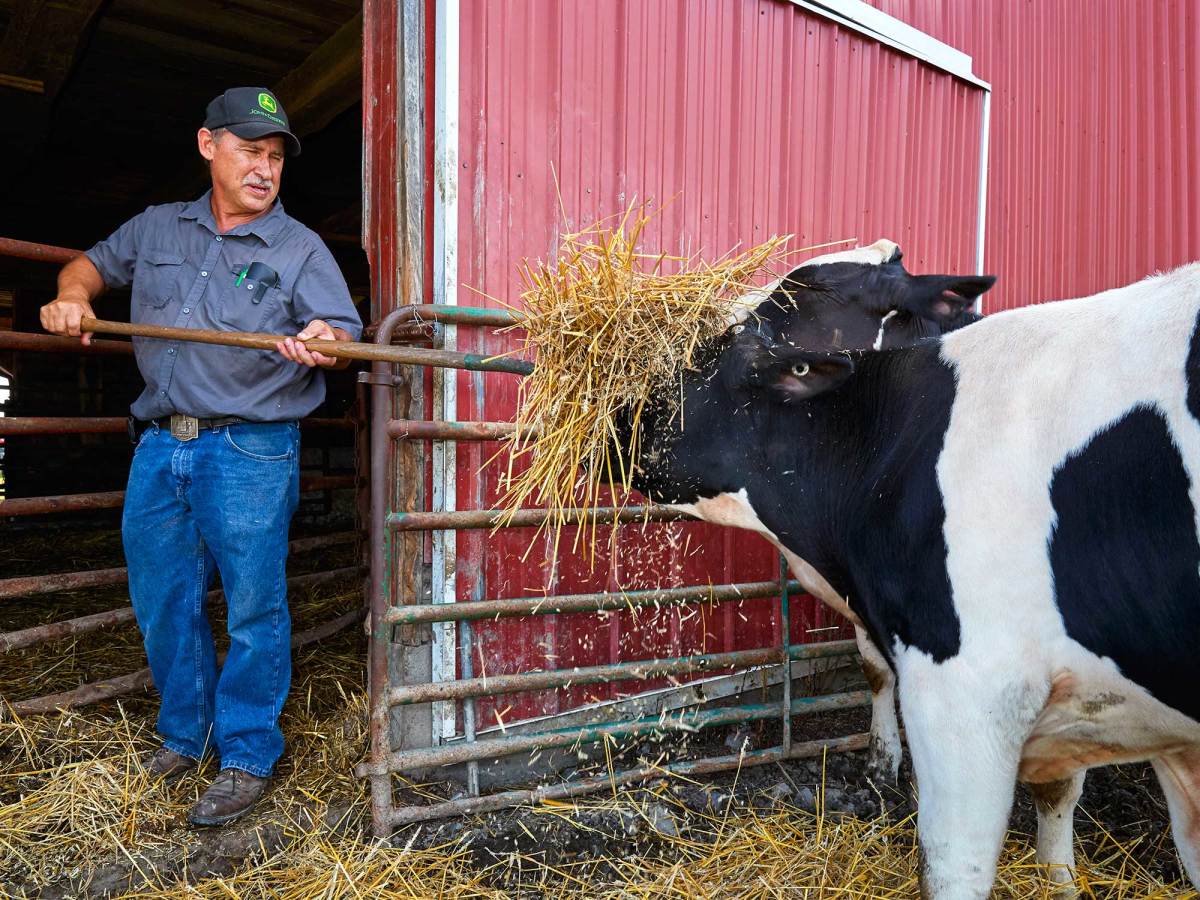 cow-eats-hay.jpg