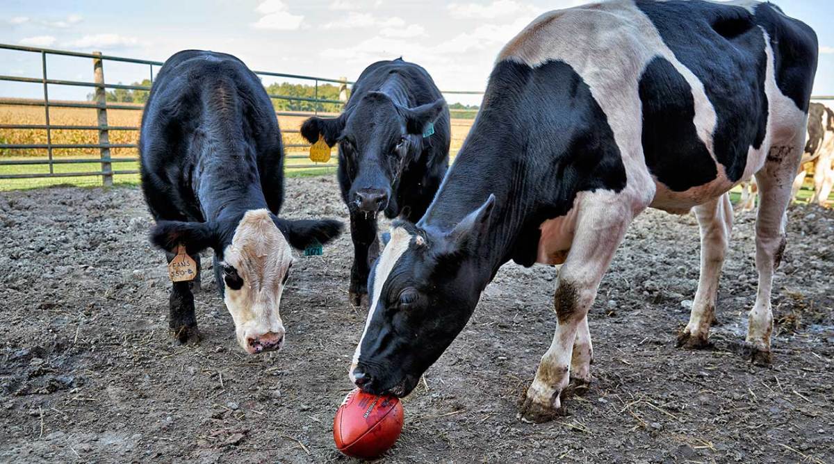 Super Bowl 2019 How cows NFL footballs Sports Illustrated