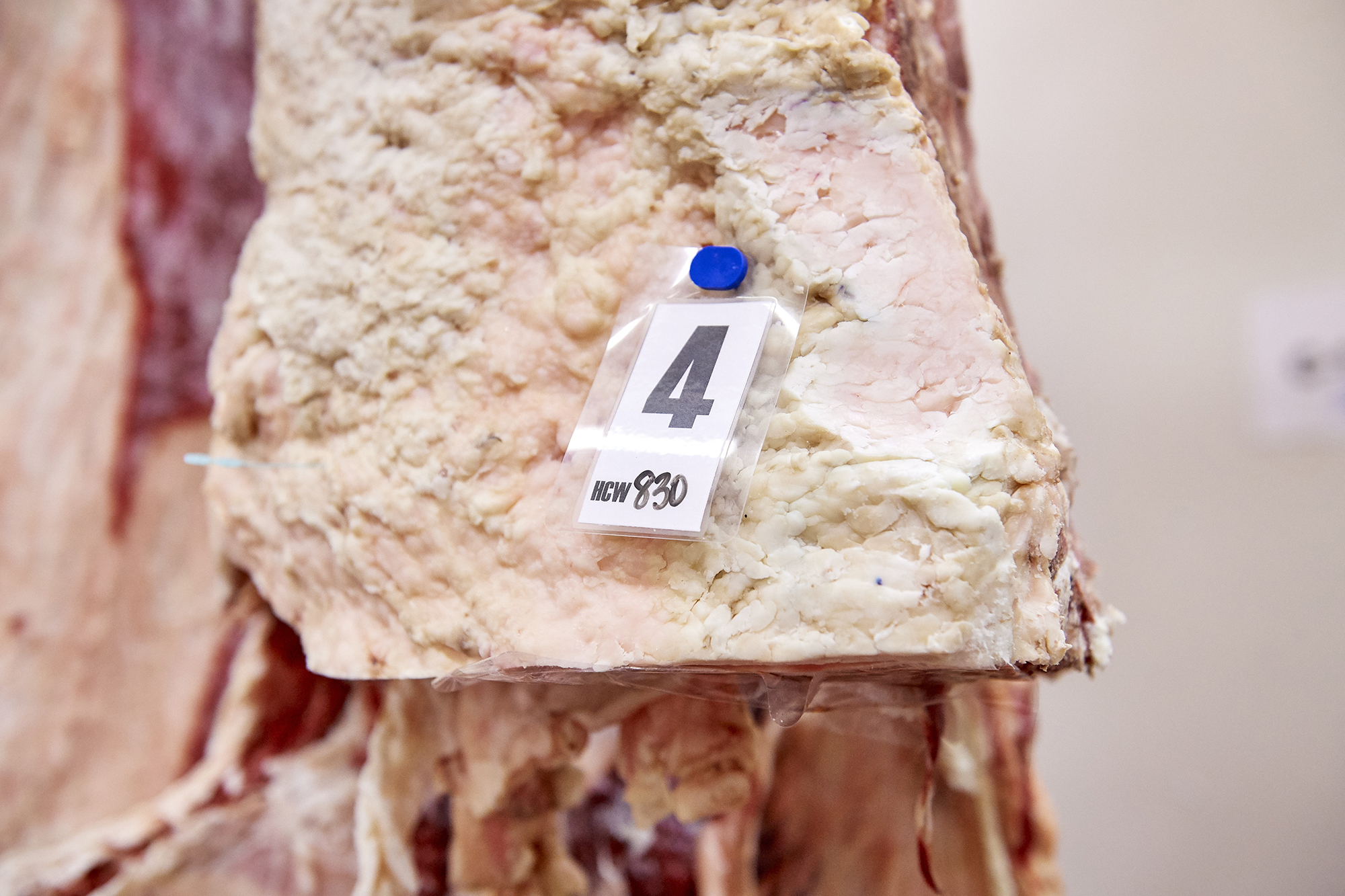 meat-judging-tagged-closeup.jpg