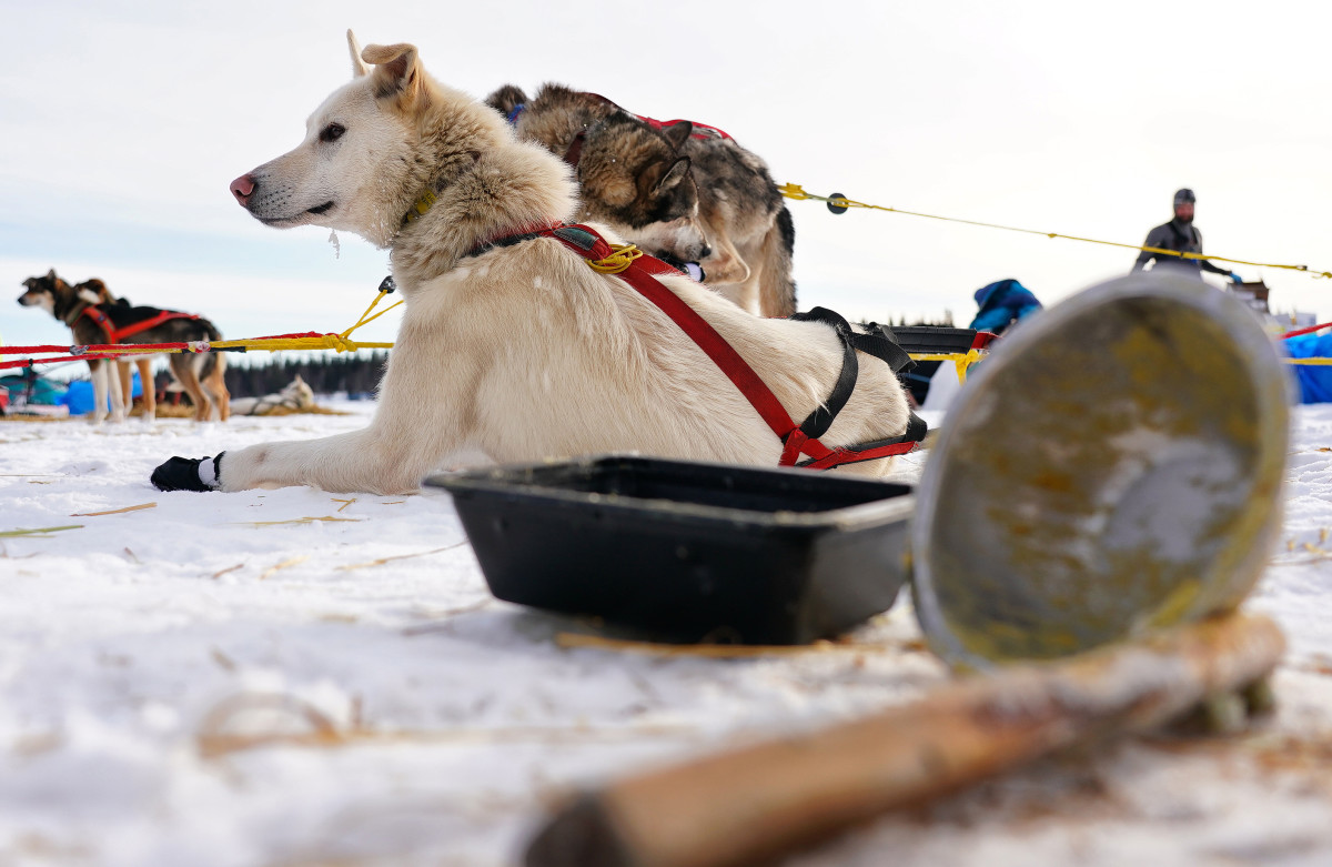 2019_Iditarod_00010_new.jpg