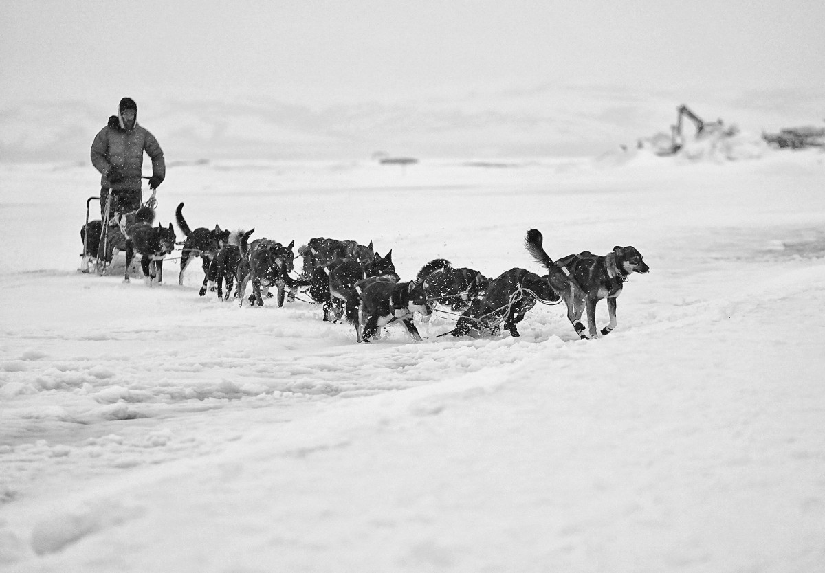 2019_Iditarod_00024.JPG