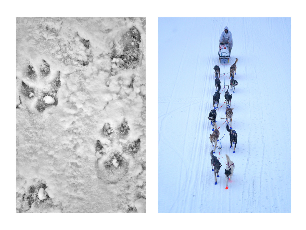 2019_Iditarod_00013.JPG