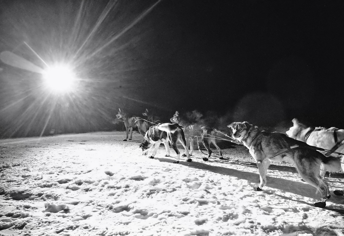 2019_Iditarod_00017.JPG