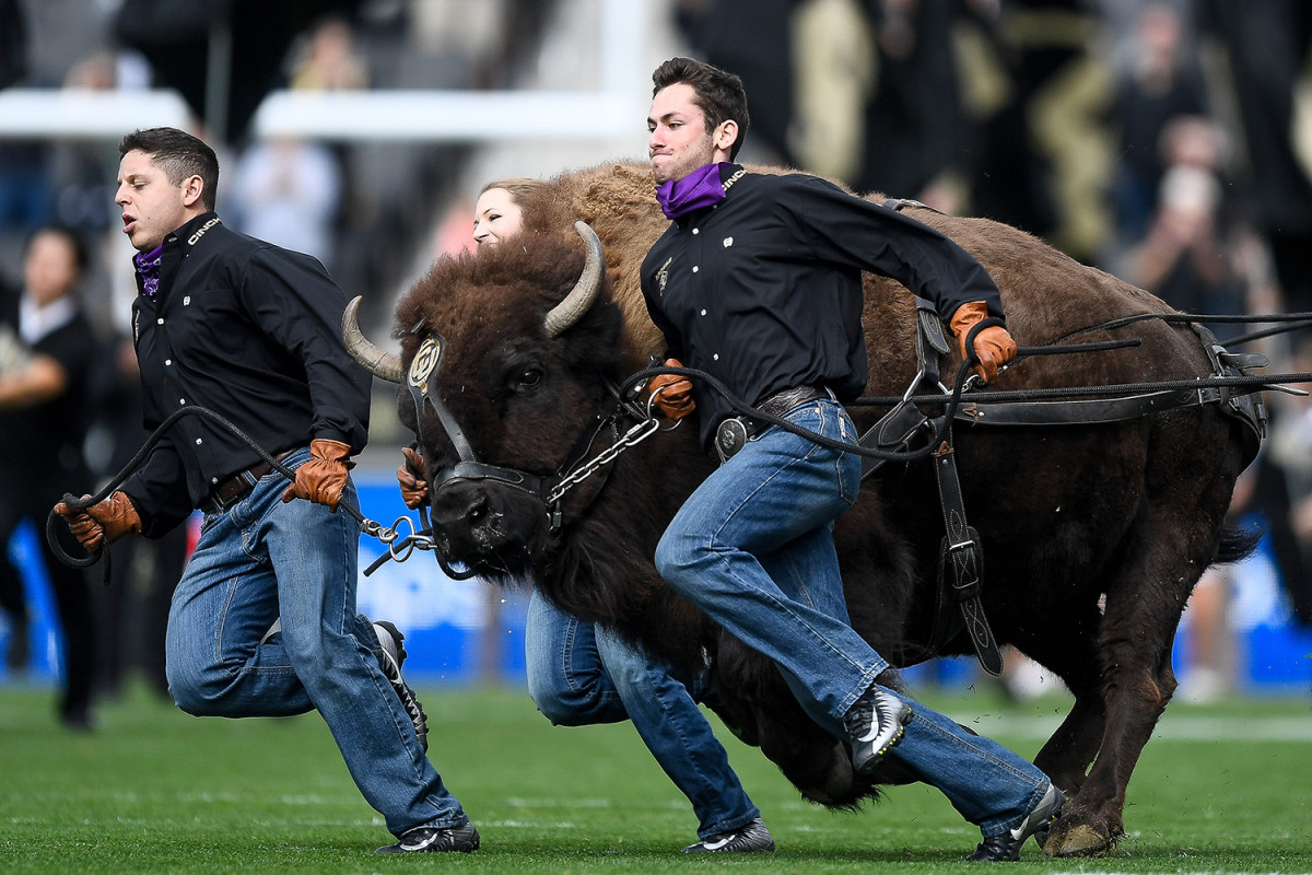 ralphie-colorado-mascot.jpg