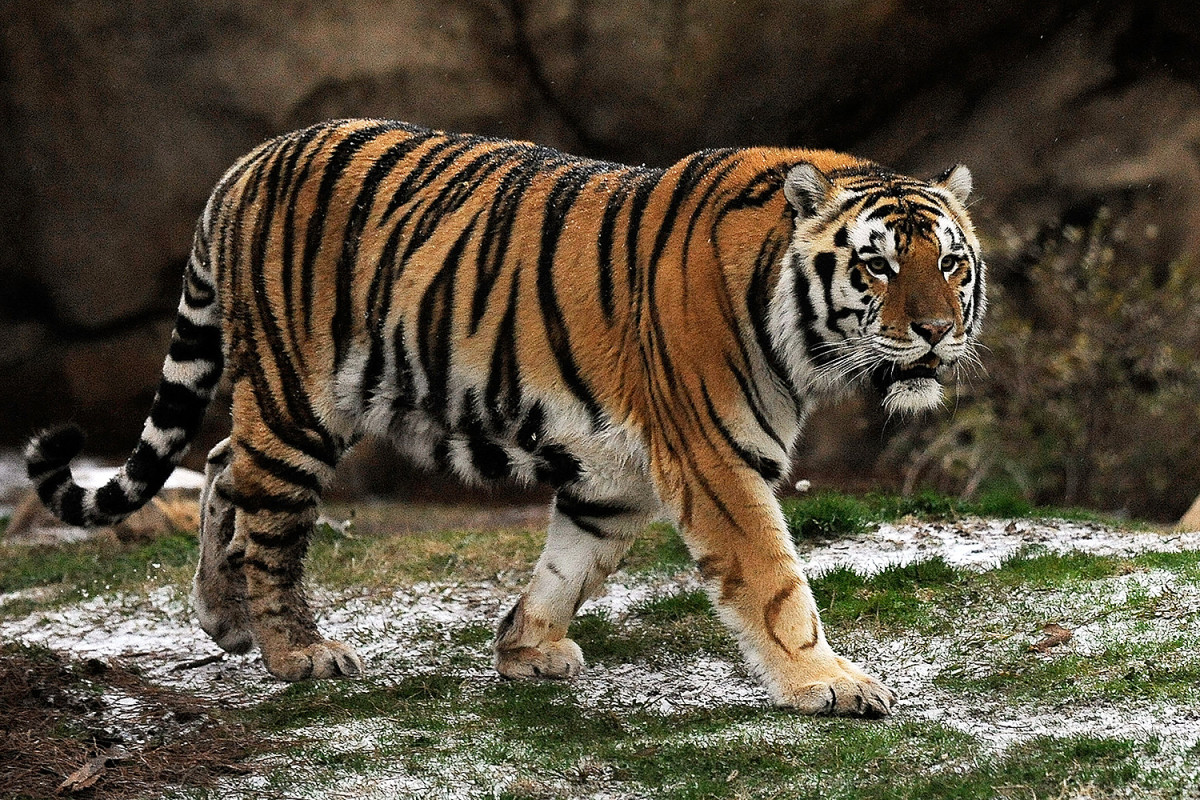 best-college-football-mascots-rankings-mike-the-tiger-lsu.jpg