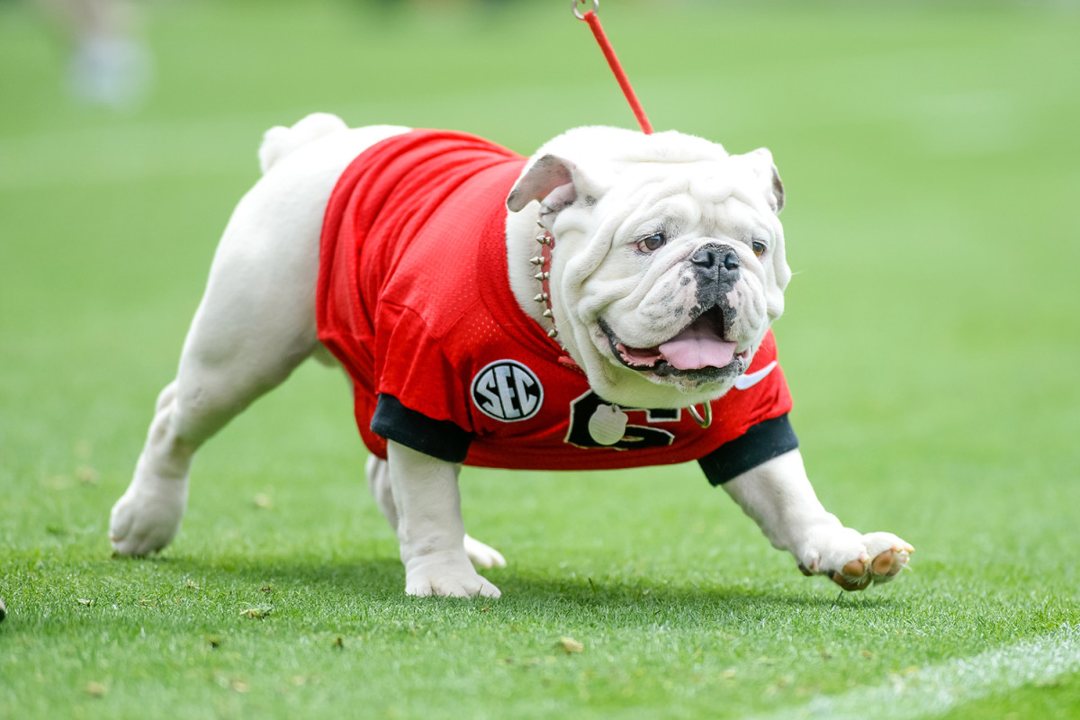 georgia-uga-mascot.jpg