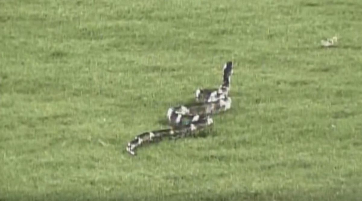 Snake On The Field During Minor League Baseball Game video Sports Illustrated