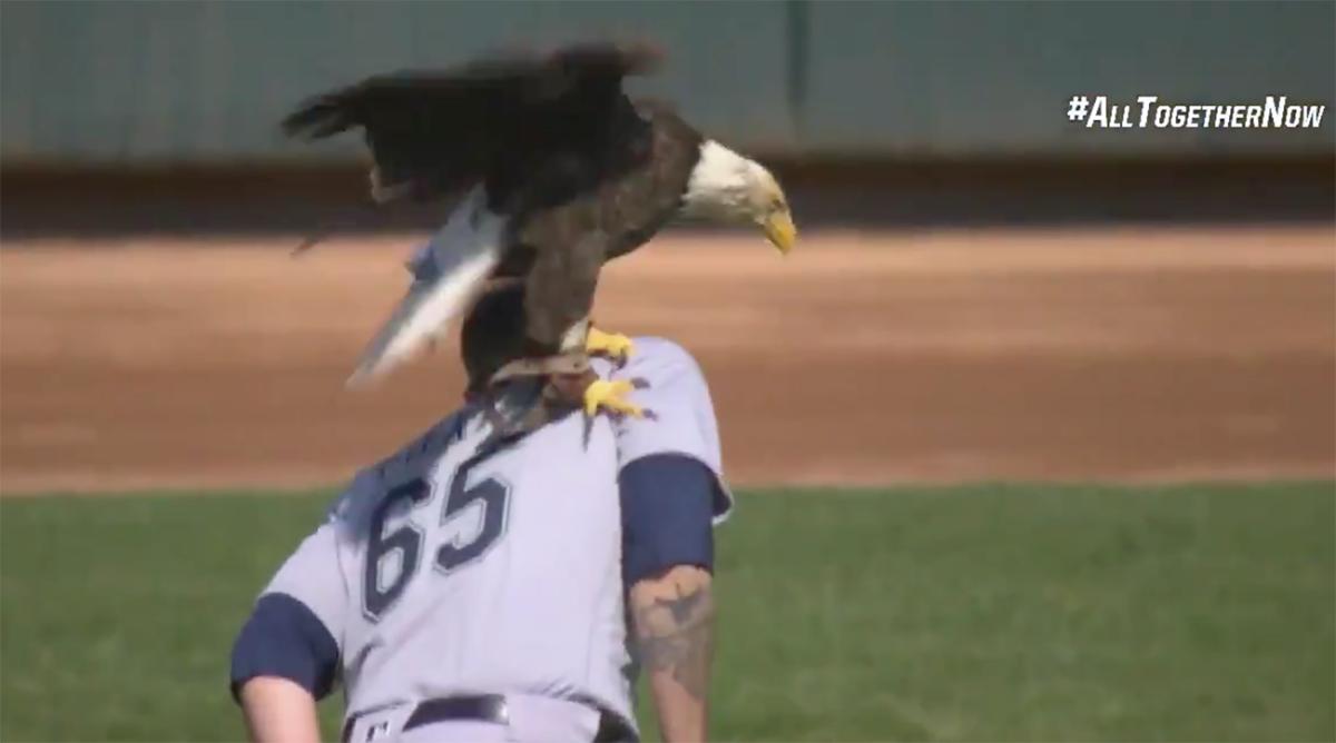James Paxton Bald eagle lands on Mariners pitcher (video) Sports