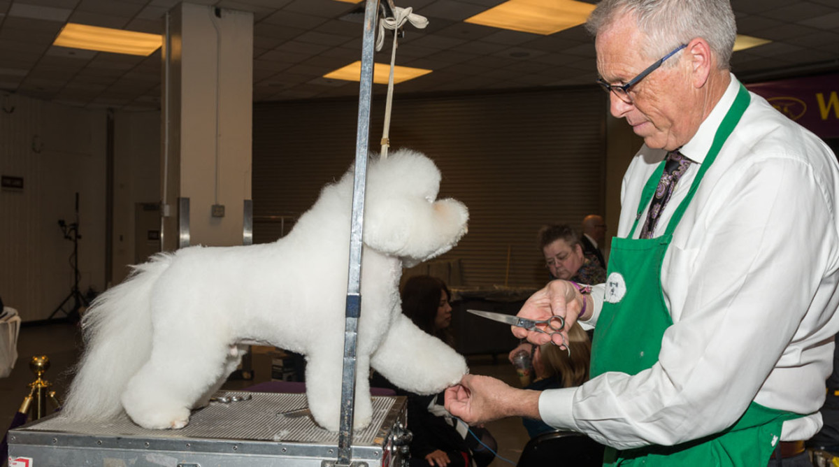 bichon-frise-westminster-dog-show.jpg