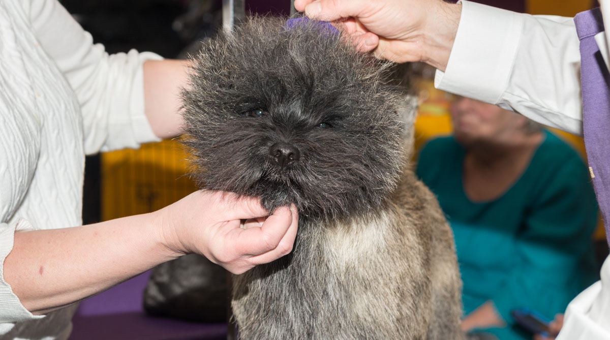 cairn-terrier-westminster-dog-show.jpg