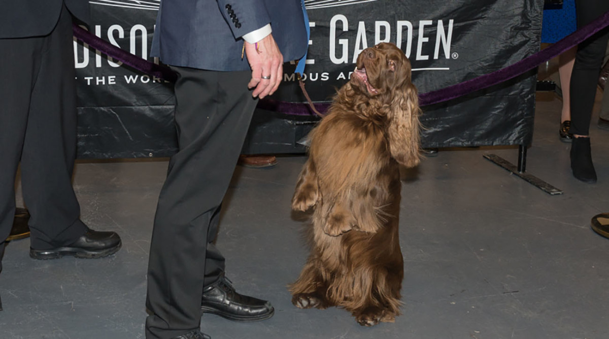 sussex-spaniel-back-legs-westminster.jpg