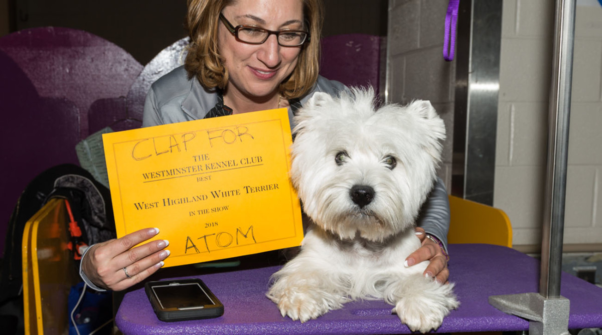 west-highland-white-terrier-westminster-dog-show.jpg