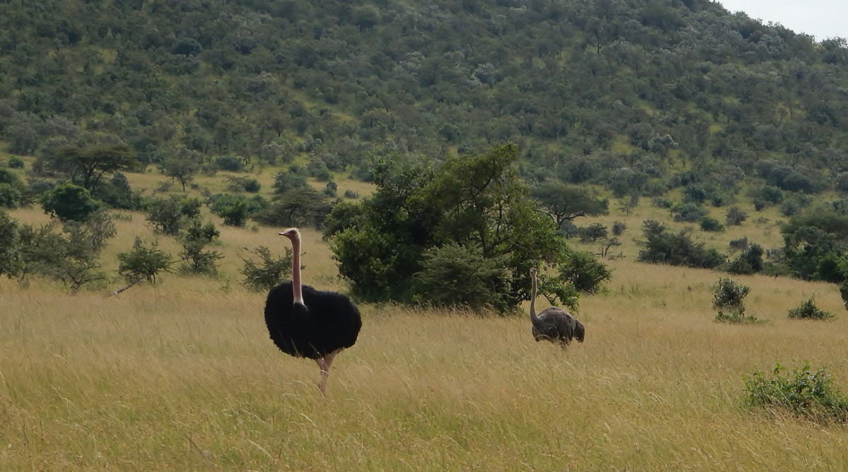 While on the safari, Andy came across some ostriches, which—unlike other animals—stand out very well in the tall grass.