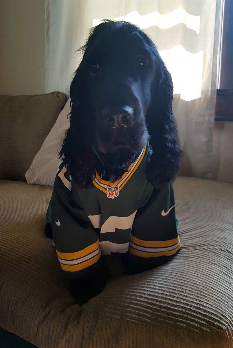 dog1.jpg
