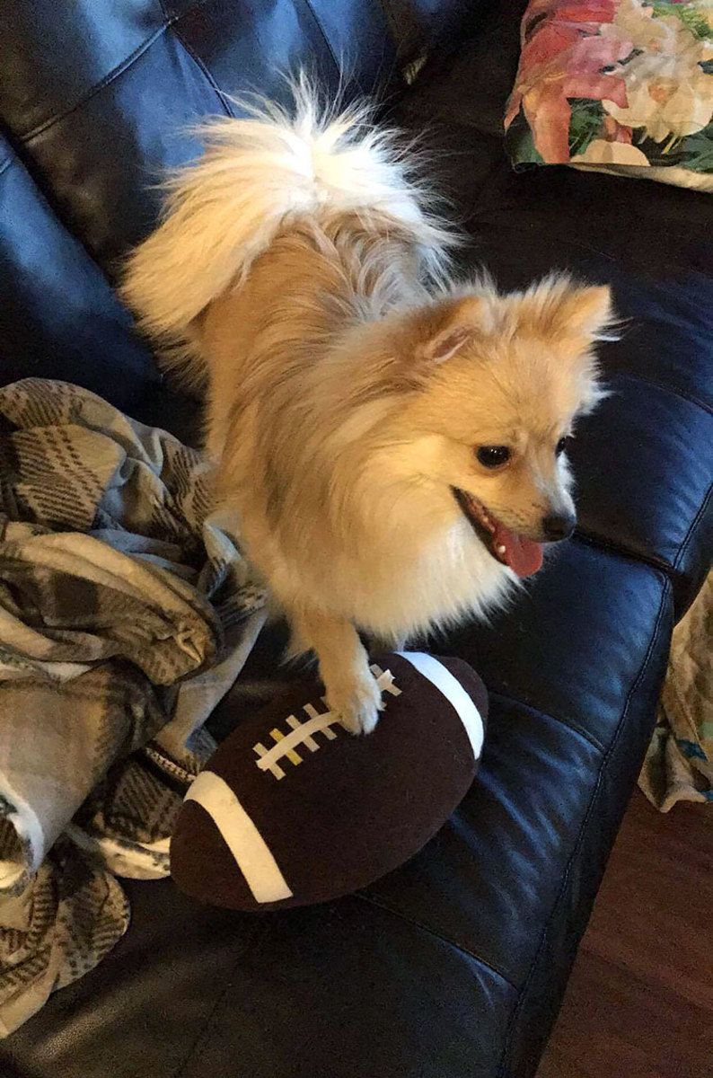 dog2.jpg