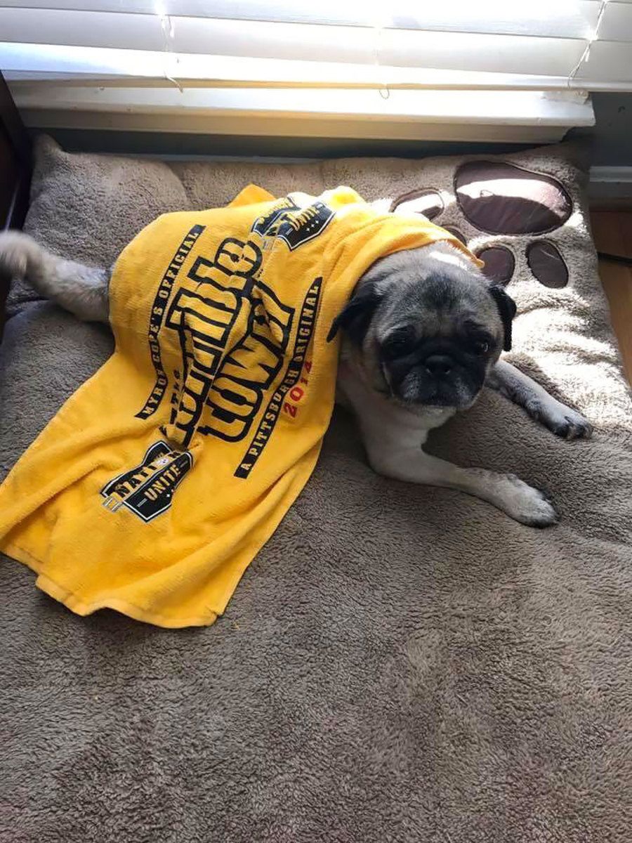 dog4.jpg
