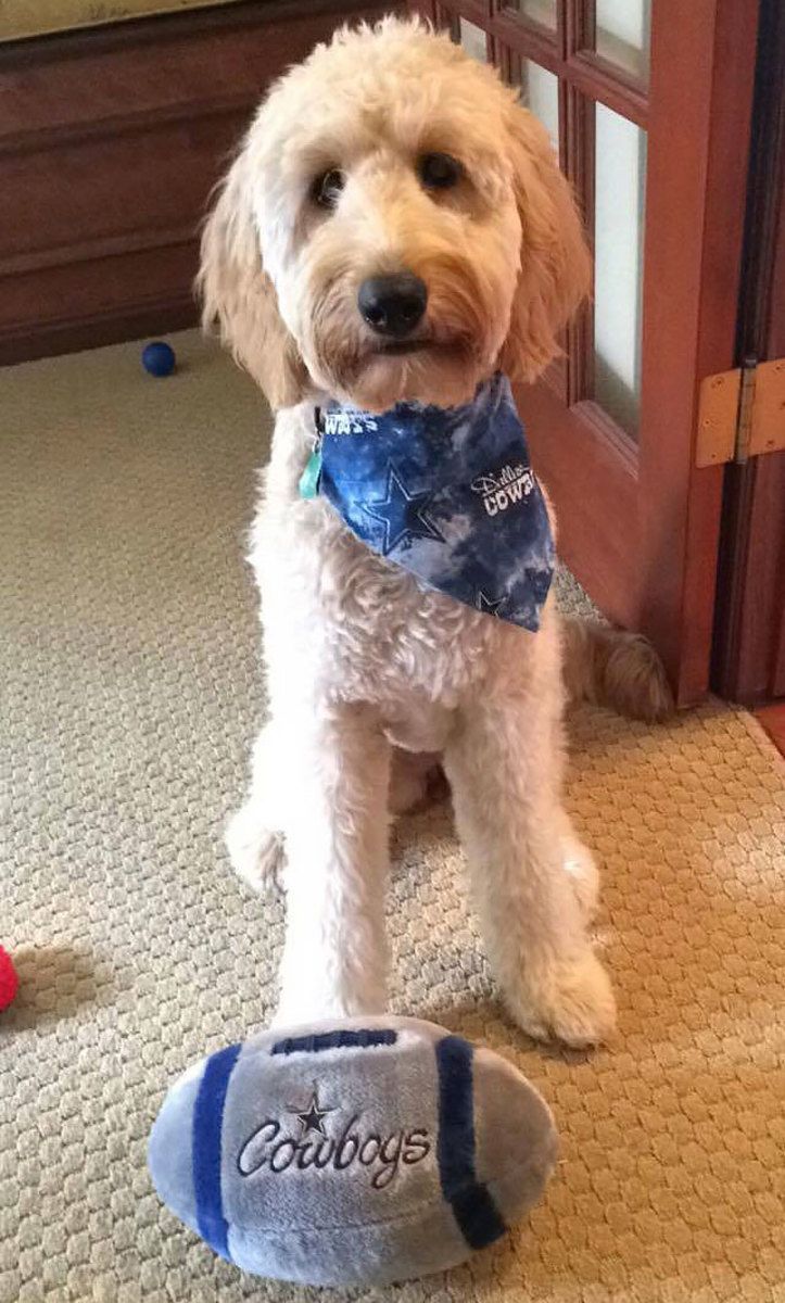 dog2[1].jpg