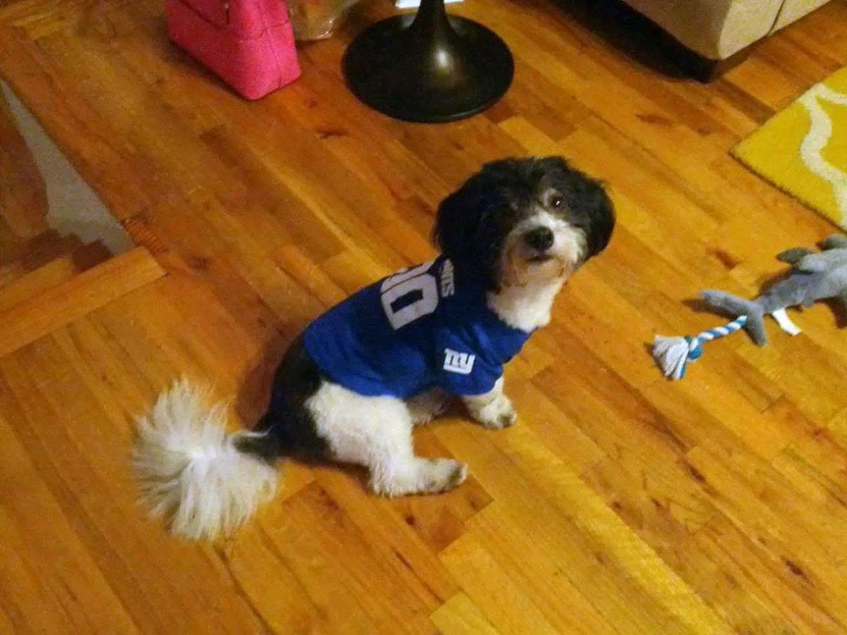GiantsDog.jpg