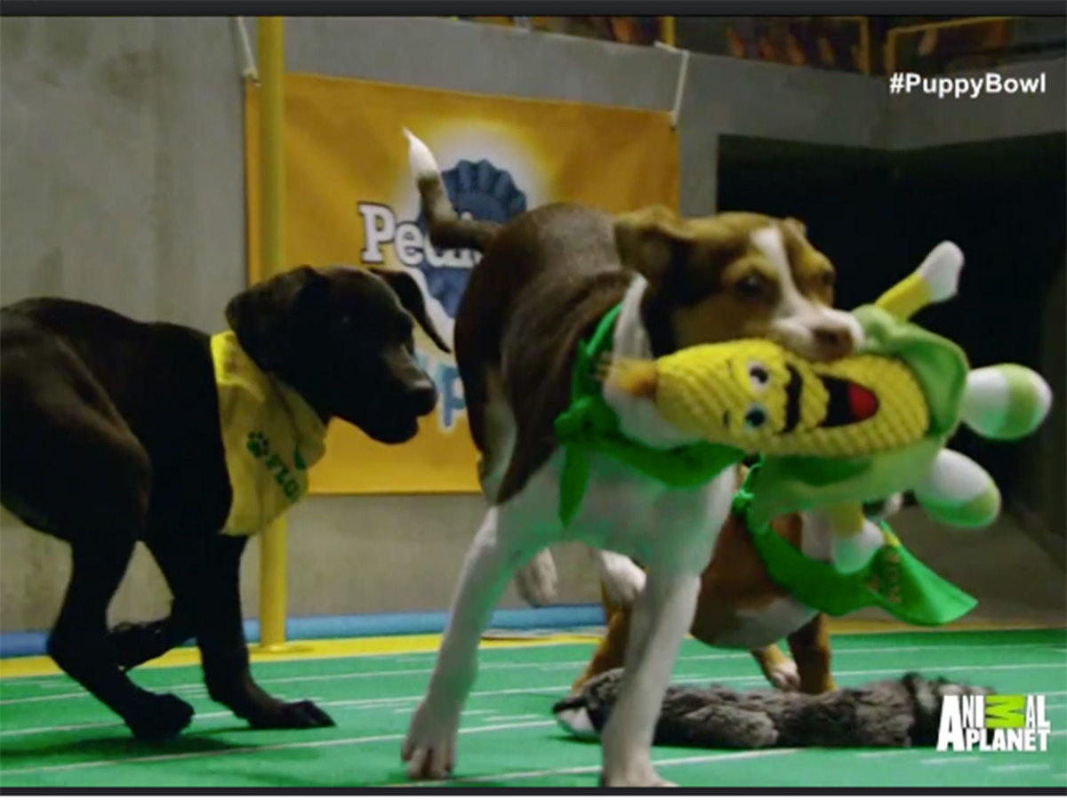 Daisy-puppy-bowl.jpg